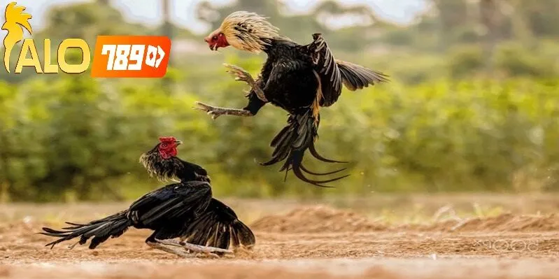 Lý Do Nên Chọn Alo789 Là Sân Chơi Đá Gà Trực Tiếp C1