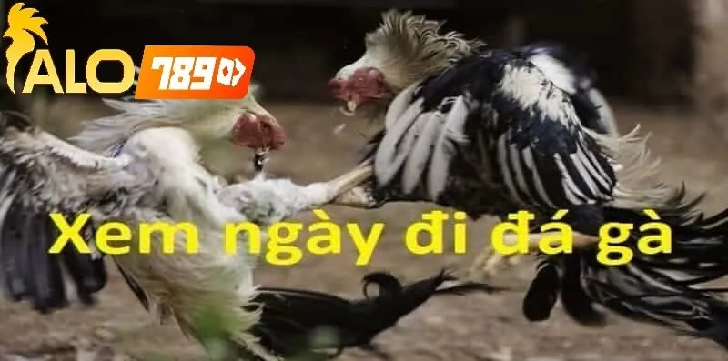 Ưu Điểm Khi Xem Lịch Đá Gà Theo Ngày Alo789 – Live Chuẩn HD, Cập Nhật Nhanh